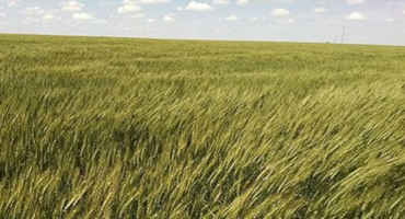 K-State Researchers Study Wheat for Grazing, Grain