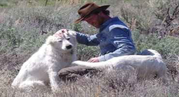 Ranchers: Please Do Not 'rescue' Livestock Guard Dogs