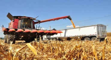 Estimating Corn Grain Yields