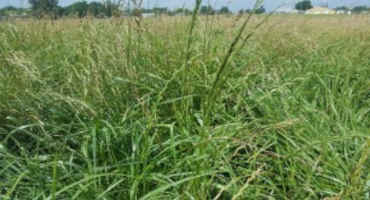 Now is the Time to Fertilize Fescue