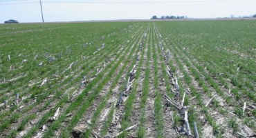 Determining the Seeding Rate for Winter Wheat