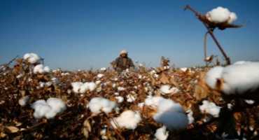 U.S. May Ban Cotton From Xinjiang Region Of China Over Rights Concerns