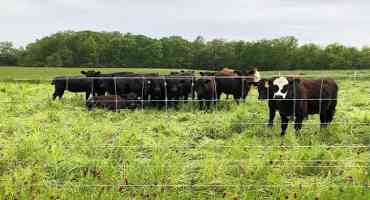 Intensive Grazing Management of Cover Crops for Soil Health