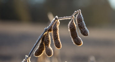 Frost hits Sask. soybeans and faba beans