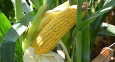 Texas Corn Crop Up Despite Fewer Acres and Spotty Rain