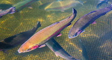 Ont. fish farmers advise on Aquaculture Act