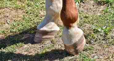 What I Wish Owners Knew About Navicular Syndrome