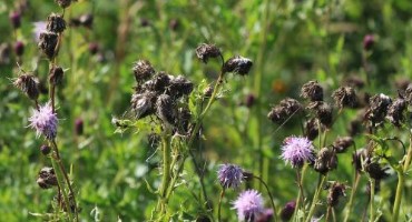 Fall Noxious Weed Control