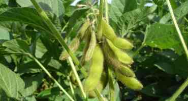 Research Explores Factors Influencing Soybean Injury by Synthetic Auxin Herbicides