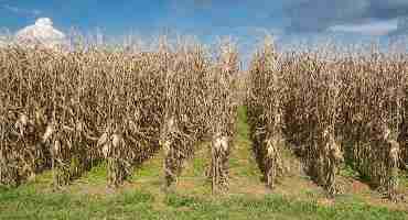 Field Drying Could be Advantageous for Kentucky Corn Producers in the Short Run