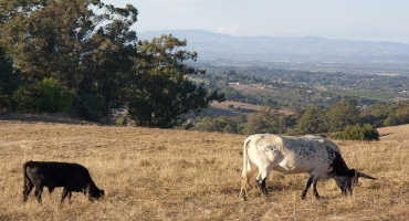 Cattle Grazing is a Tool For Reducing Fire Danger