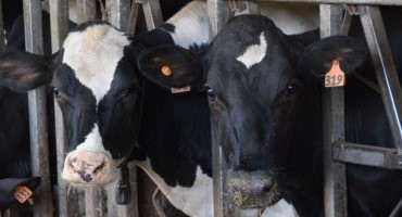 Science Applied to Dairy Management - Estrous Detection Strategies