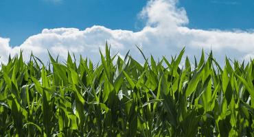 Maximizing corn production profitability
