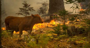 Cattle Health Concerns Remain After Wildfire Passes