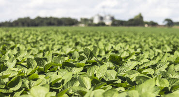 Ag groups ask EPA to re-register dicamba