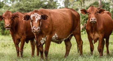 NCBA Supports Disaster Relief Resources For Cattle Producers