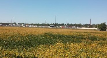 Soybean Harvest Considerations