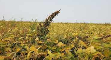 Herbicide-resistant Weed Screening Survey in Agronomic Crops
