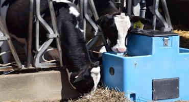 Dairy Sense: Heat Stress Aftermath
