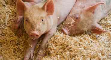 African Swine Fever Confirmed in Germany