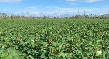 Panhandle Cotton: An Important Crop for a Sustainable Future