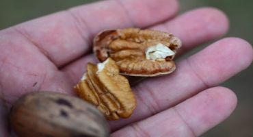 Pecan Production Above Expectations Amid Uncertain Market