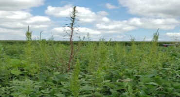 Harvest Aid Herbicide Options in Soybean