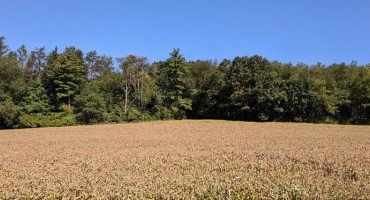 Managing Early Frosted Soybeans