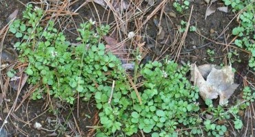 Hairy Bittercress - A Winter Annual Weed to Watch