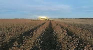 Managing Foreign Material in Soybeans: Pre-harvest Preparations