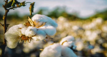 Consumers are Driving a Move to More Sustainable Cotton Farming in California