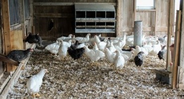 Enterprise Budgeting for Small Poultry Flocks