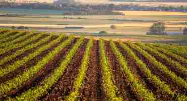 Automated Image Processing Could Aid Crop Evals