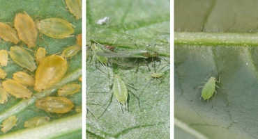 Are Your Pepper Plants Covered With Aphids?