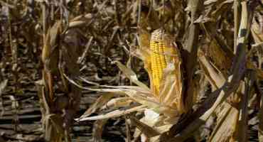 Corn Posts Solid Harvest Despite Struggling Start