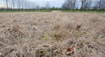 As First Frost of the Season Likely Approaches, Keep an Eye on Forage