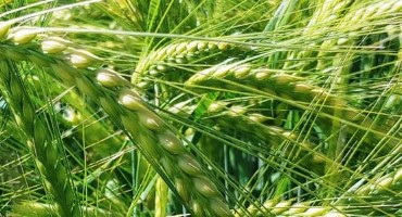 Idaho Strengthens its Spot as No. 1 Barley State