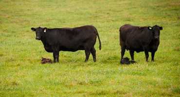 Managing Calf Stress Helps Improve Weaning Outcomes