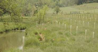 Harvesting Vegetation On Riparian Buffers Barely Reduces Water-quality Benefits