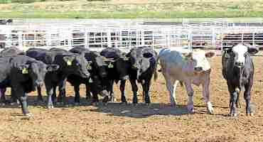 K-State experts Advise Careful Monitoring for Best Health Outcomes in Newly Weaned Calves