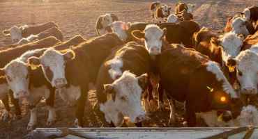 Protein Nutrition and Replacement Heifer Development