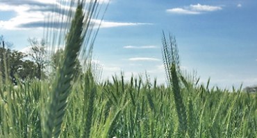 2020 Cool-Season Forage Seed Availability and Prices