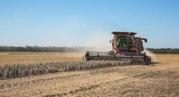 Growers Rush to Harvest Soybeans Before Delta Visits