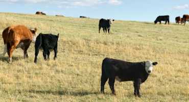 Barriers To Rotational Grazing: Perceptions From Ranchers in the Dakotas