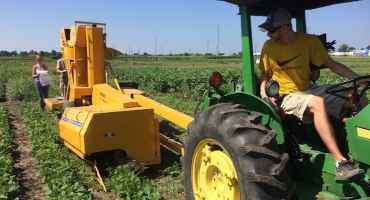 Cover Crop could Solve Weed Problems for Edamame Growers