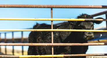 Mycoplasma Bovis in Feedlot Cattle: Why It’s Different and How It Causes Illness