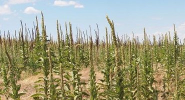 Common Mullein Control: Herbicide Choice and Application Timing