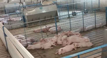 Wean-To-Finish Heating for Newly Weaned Pigs