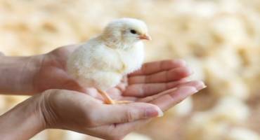 Alabama Poultry Growers Have Until Nov. 6 To Apply For CARES Funds