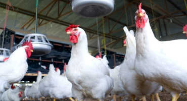 Stop the Economic Drain of Catastrophic Losses in the Poultry Industry